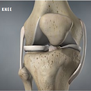 osteoarthritis-of-the-knee