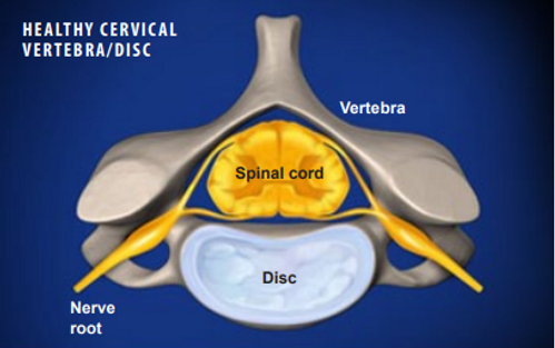 healthy-cervical-vertebra-disc