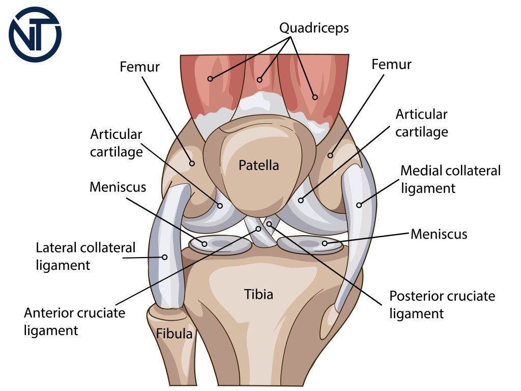 Knee-anatomy-knee specialist-knee-doctor