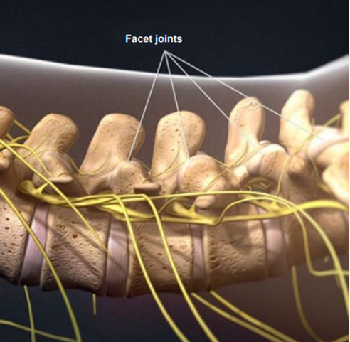 facet-joint