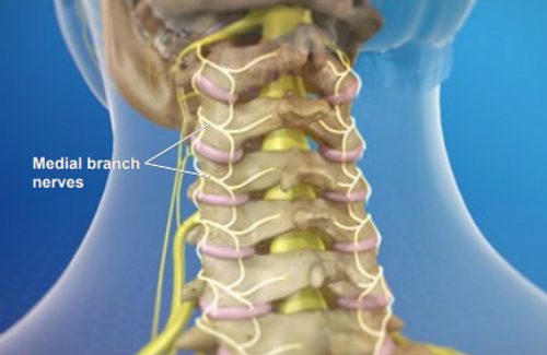 medical-branch-nerves