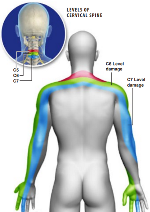 levels-of-cervical-spine