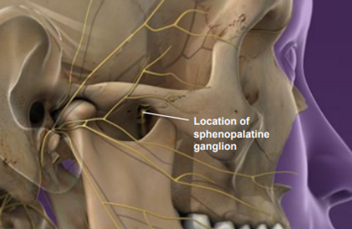 sphenopalatine-ganglion