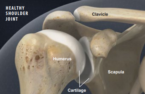 healthy-shoulder-joint