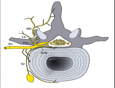 facet-joint-medial-branches