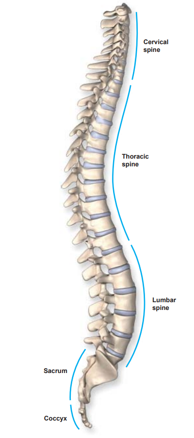 anatomy-of-the-spine-in-texas