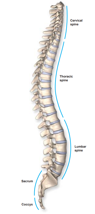 Spine Anatomy: Cervical, Thoracic, Vertebrae & Lumbar Spine, TX