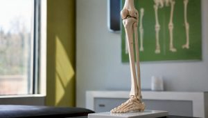 Anatomical model of knee and ankle joints
