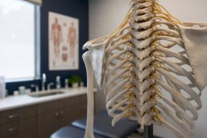 Thoracic spine anatomical model showing nerve roots and ribs
