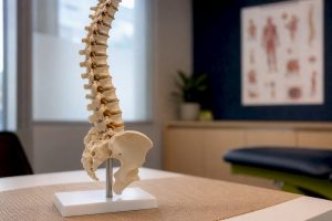 Close-up of spinal model showing narrowing